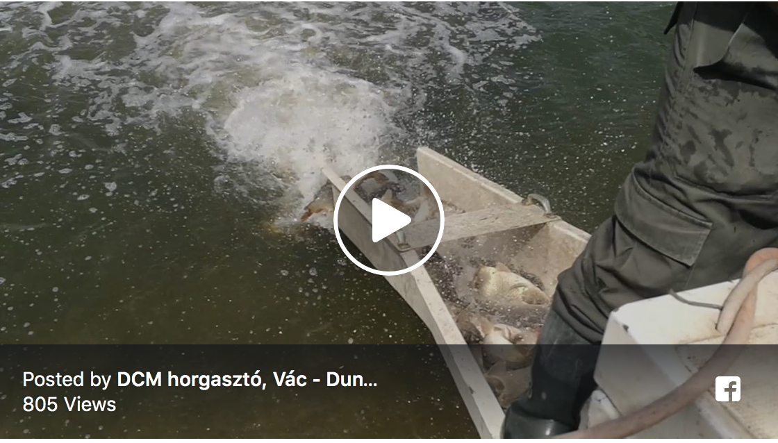 Újabb 16 mázsa ponty érkezett (2018.04.26)